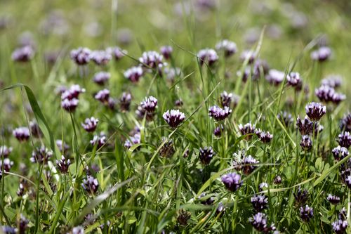 iNaturalist observation photo of white-tipped clover