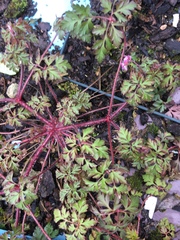 Geranium robertianum