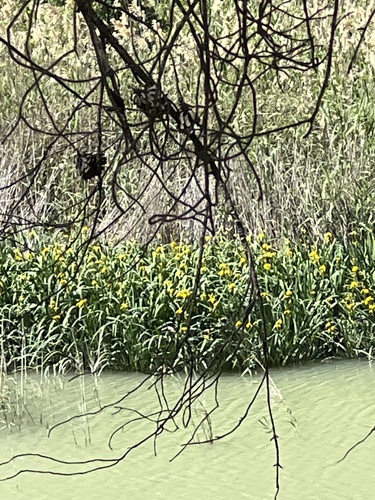 Avistamiento Lirio amarillo (Iris pseudacorus, Mezquita)