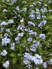 Myosotis