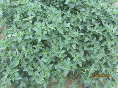 Solanum physalifolium