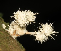 Ophiocordyceps dipterigena