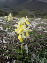 Orchis pauciflora