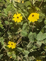 Thunbergia alata image