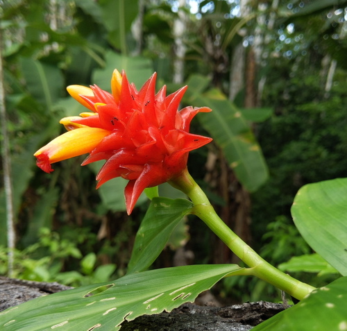 Costus productus