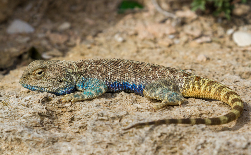 Steppe Agama