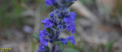 Ajuga multiflora