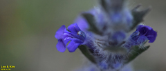 Ajuga multiflora