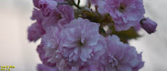 Prunus leveilleana