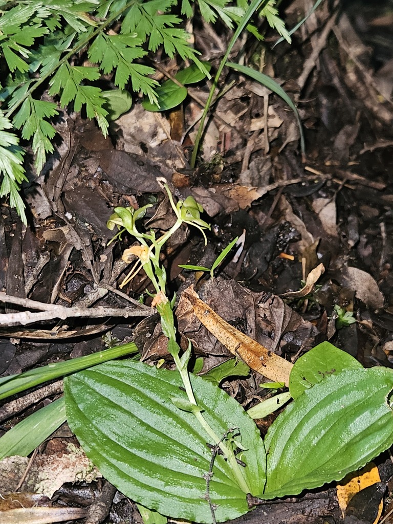 Liparis bowkeri