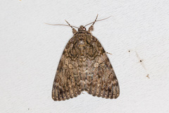 Catocala umbrosa