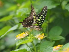 Graphium agamemnon agamemnon