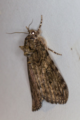 Catocala umbrosa