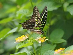 Graphium agamemnon agamemnon