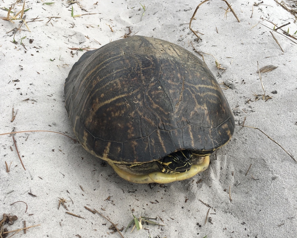 Peninsular Cooter from Venus, FL, US on April 11, 2024 at 10:07 AM by ...