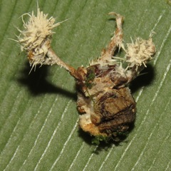 Ophiocordyceps dipterigena