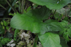 Arum maculatum