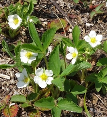 Fragaria vesca americana