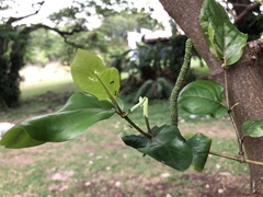 Piper tuberculatum