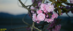 Prunus leveilleana