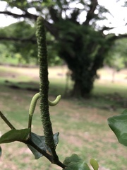 Piper tuberculatum
