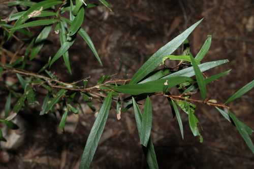 Image of Melaleuca salicina by (c) Greg Tasney, some rights reserved (CC BY-SA)