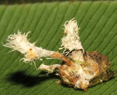 Ophiocordyceps dipterigena