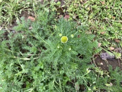 Matricaria discoidea
