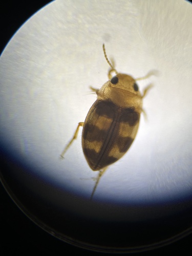 Liodessus flavicollis