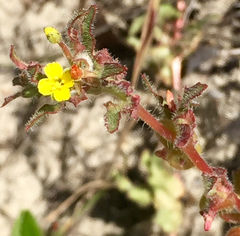 Camissoniopsis micrantha