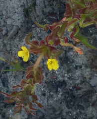 Camissoniopsis micrantha