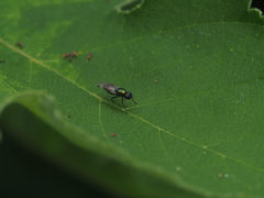 Prosopochrysa vitripennis
