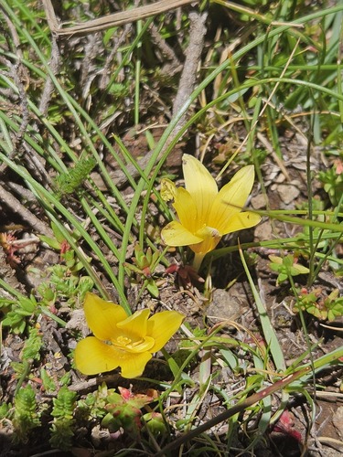 Romulea macowanii
