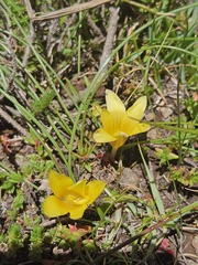 Romulea macowanii