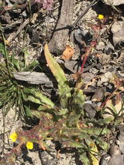 Camissoniopsis micrantha