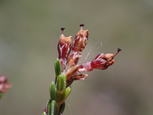 Top Heath (Erica dominans)