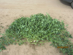 Solanum physalifolium