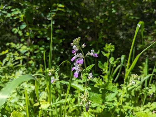Image of Collinsia multicolor by (c) Alexander Wentworth, some rights reserved (CC BY)