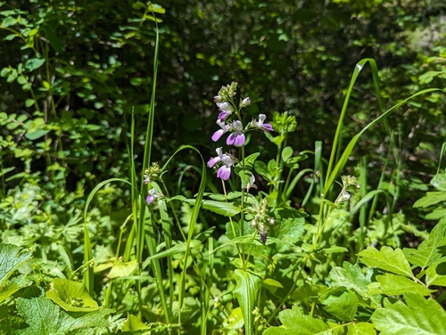 Image of Collinsia multicolor by (c) Alexander Wentworth, some rights reserved (CC BY)