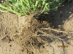 Solanum physalifolium