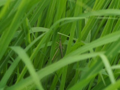 Acrida cinerea