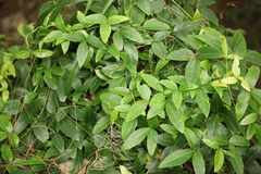 Tetrastigma hemsleyanum