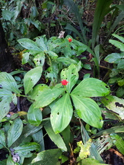 Costus productus