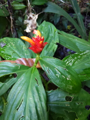 Costus productus