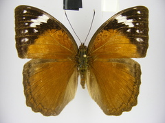 Bebearia cocalia katera