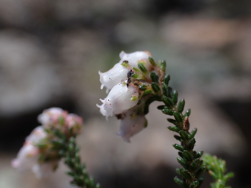 Ice Heath (Erica frigida)