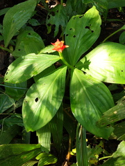 Costus productus