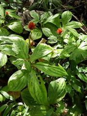 Costus productus