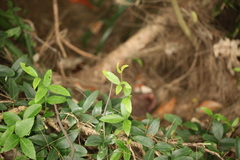 Tetrastigma hemsleyanum