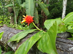 Costus productus